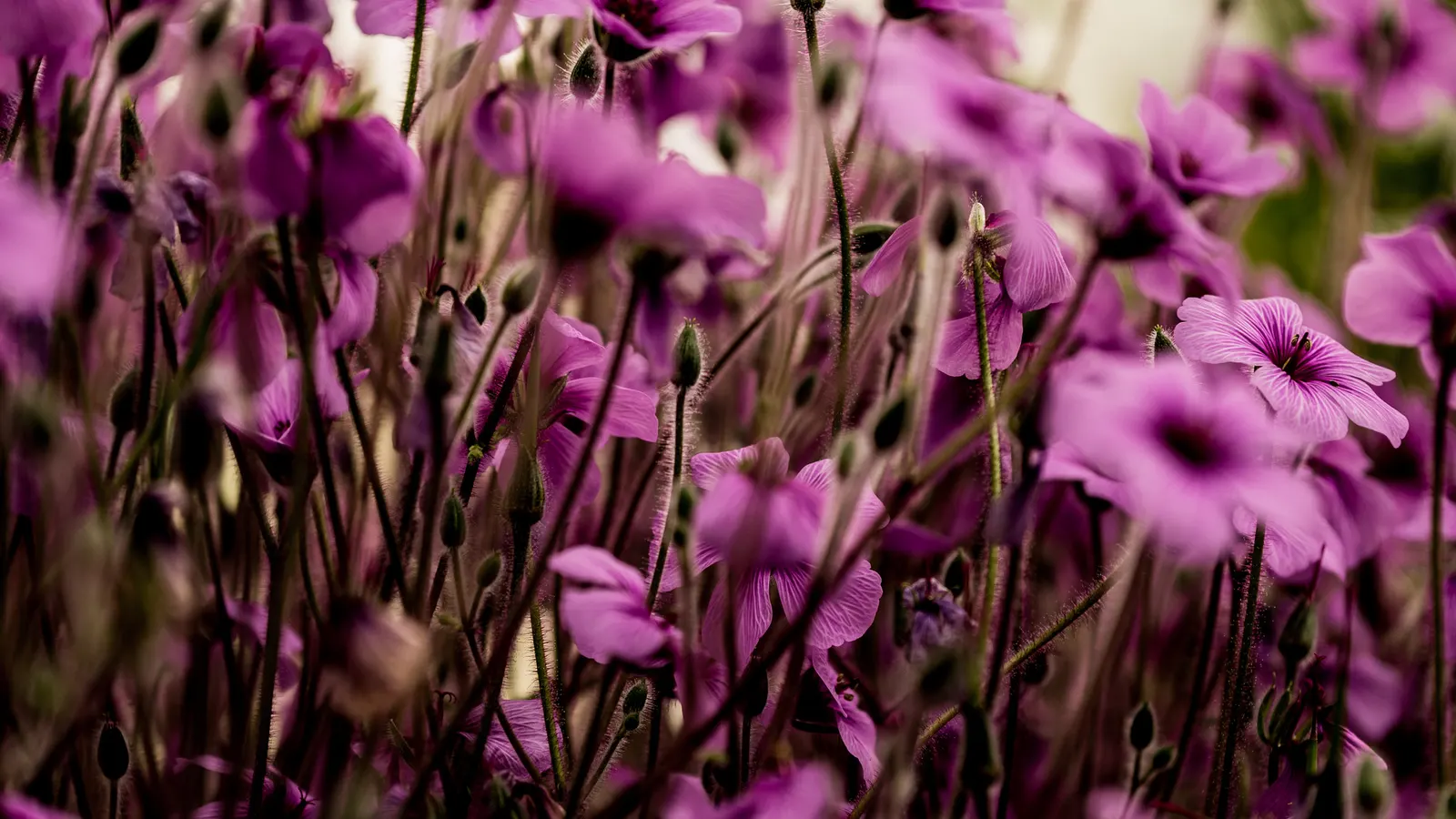 Magenta-Eyed Geranium (Geranium Maderense) — with deeply dissected leaves that form a dense rosette up to 4 to 5 feet in both height and spread