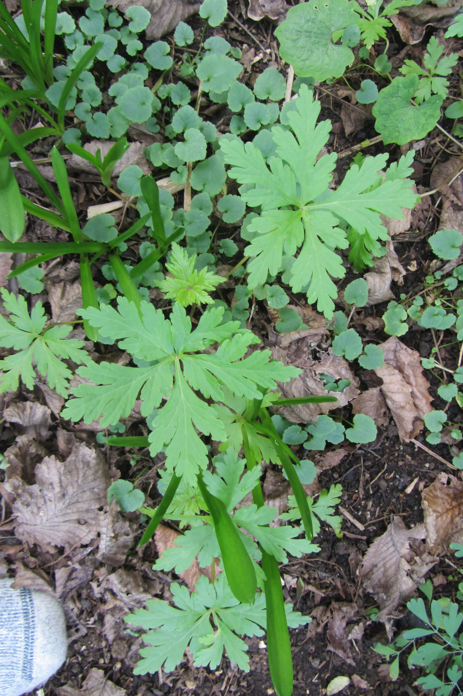 Magenta-Eyed Geranium (Geranium Maderense) — scientific name Geranium maderense