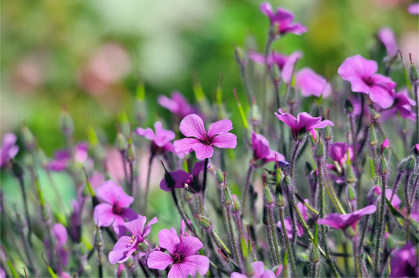Magenta-Eyed Geranium (Geranium Maderense) — expect a captivating display of magenta blossoms