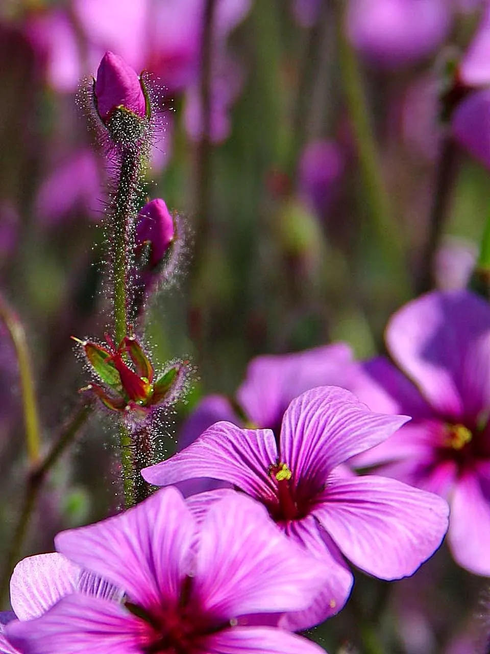 Magenta-Eyed Geranium (Geranium Maderense) — adding a bold splash of color to any landscape