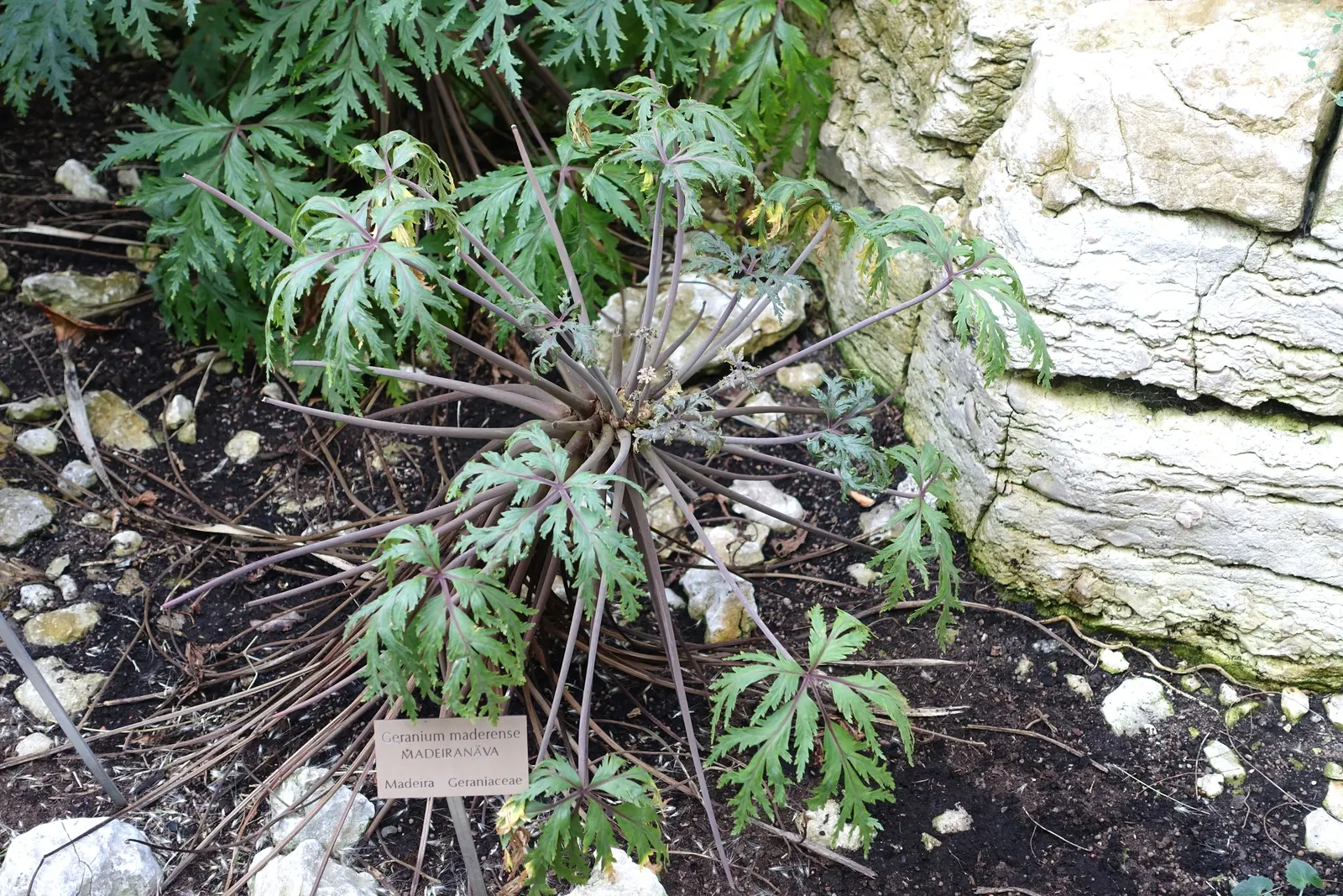 Magenta-Eyed Geranium (Geranium Maderense) — this showy plant blooms in late spring to early summer