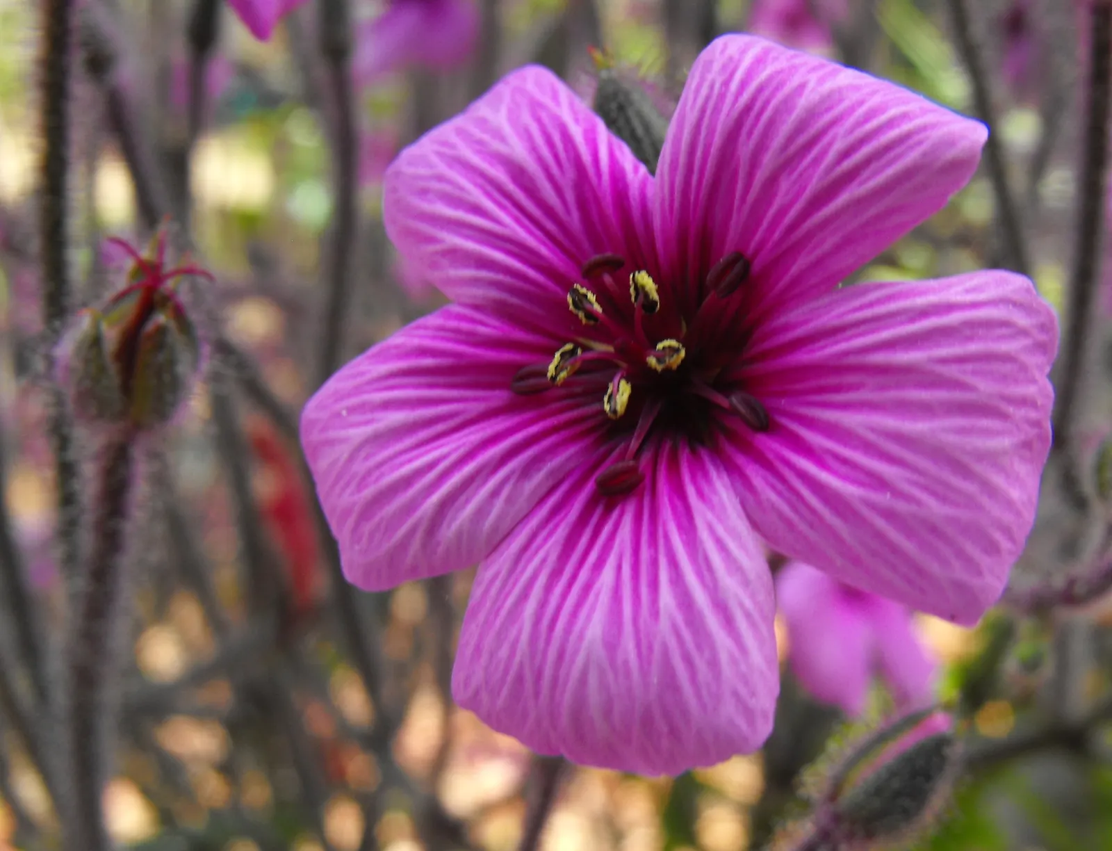 Magenta-Eyed Geranium (Geranium Maderense) — an archipelago known for its rich flora