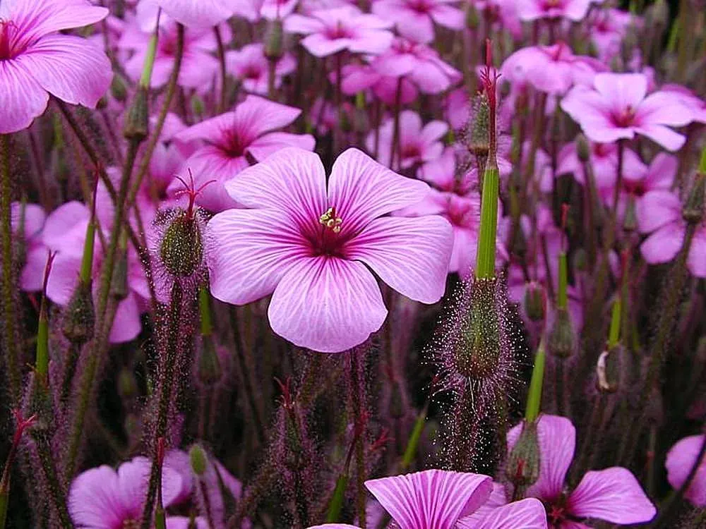Magenta-Eyed Geranium (Geranium Maderense) — Maturing at around 18-24 inches tall and wide