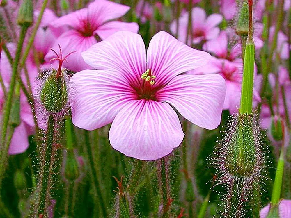 Magenta-Eyed Geranium (Geranium Maderense) — It thrives in USDA zones 9-11, prefers partial shade to full sun, and well-drained soil