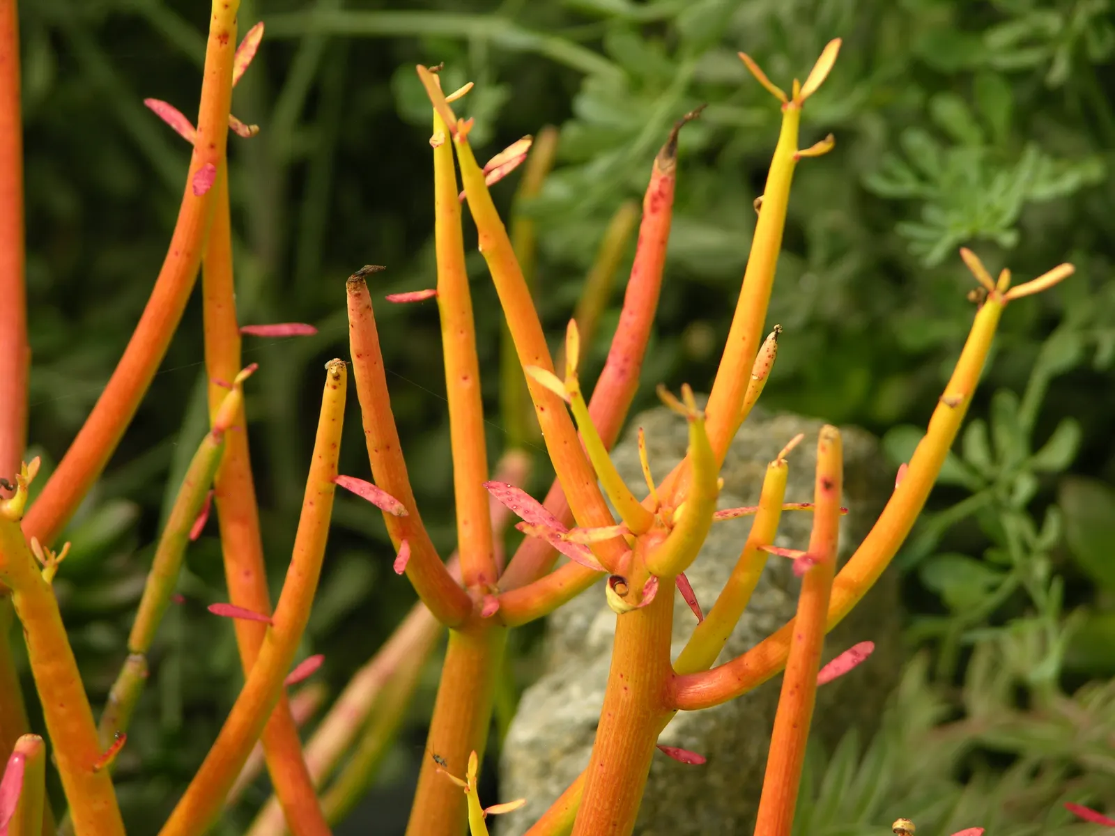 Fire Sticks (Euphorbia Tirucalli 'Flame') — Euphorbia tirucalli 'Sticks on Fire'
