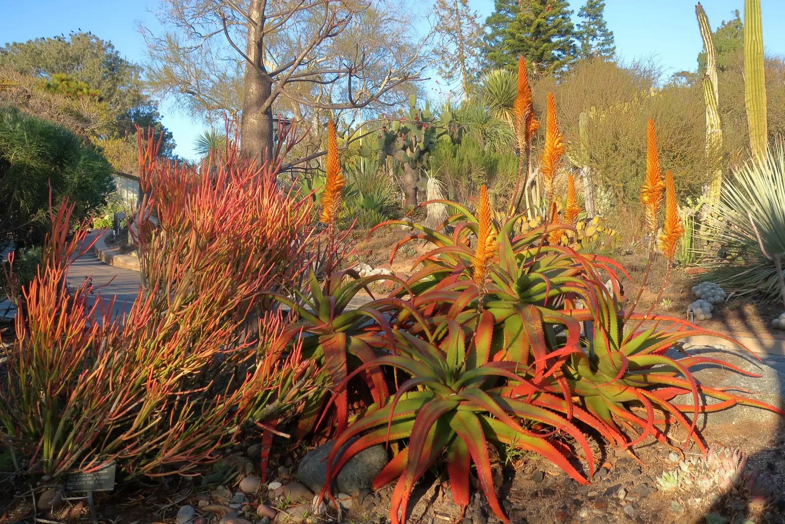 Fire Sticks (Euphorbia Tirucalli 'Flame') — Mature plants stand 4-8 feet tall, with a spread of 2-4 feet