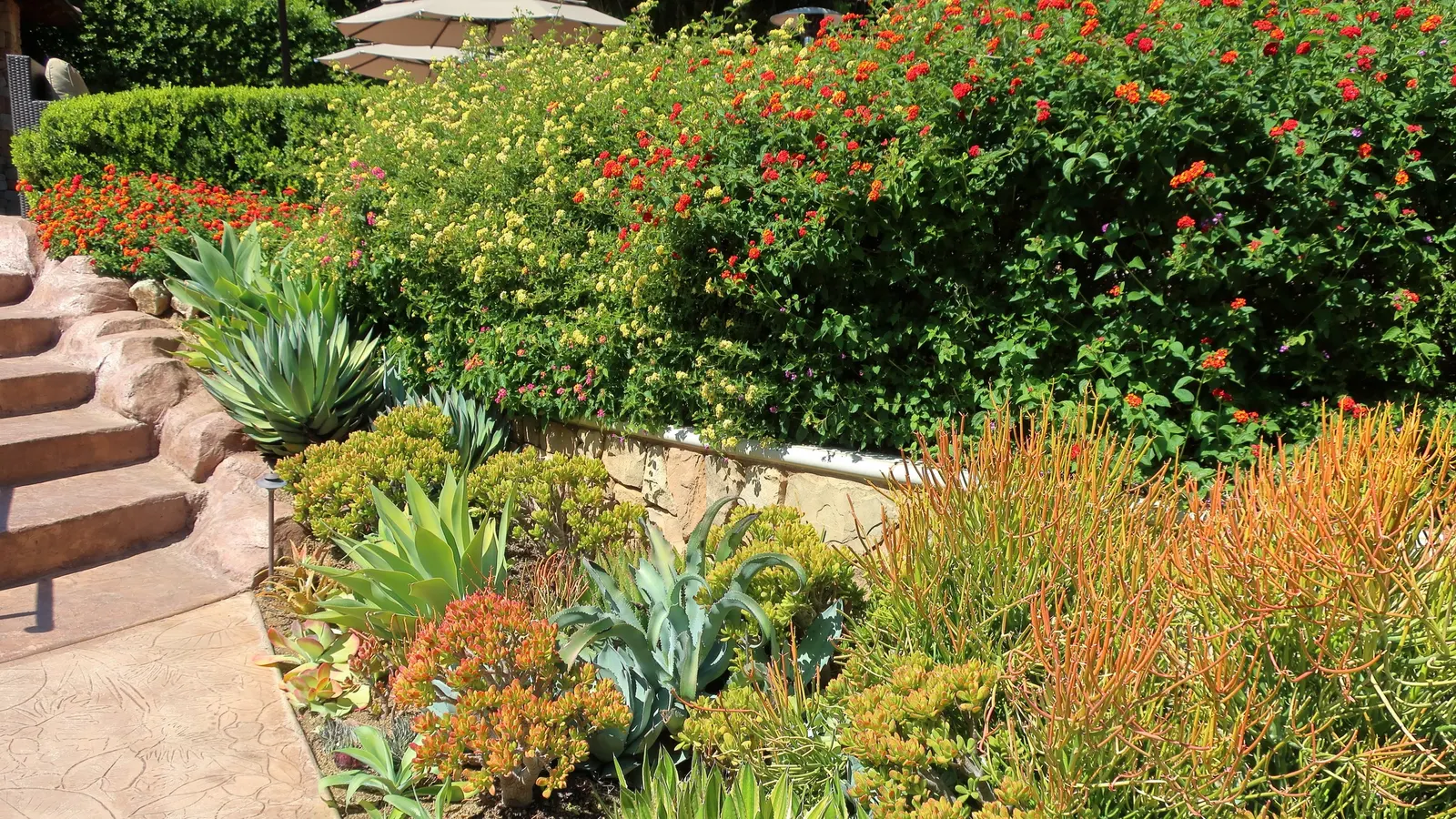 Fire Sticks (Euphorbia Tirucalli 'Flame') — Requires well-drained soil and minimal water