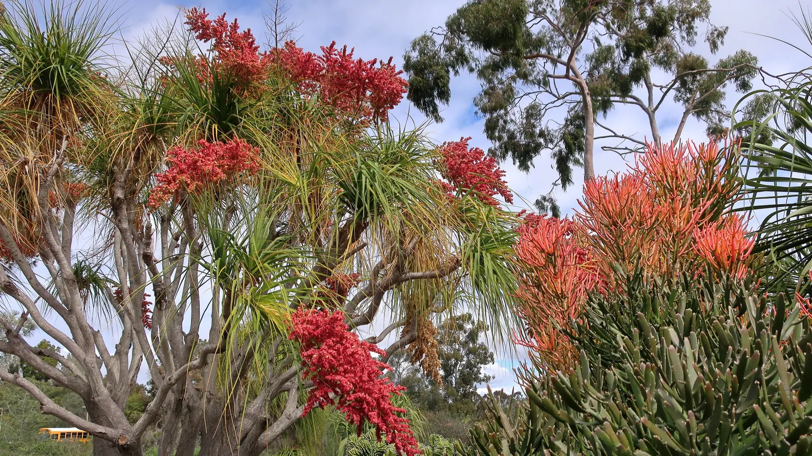 Fire Sticks (Euphorbia Tirucalli 'Flame') — Caution: Sap is toxic and can irritate the skin