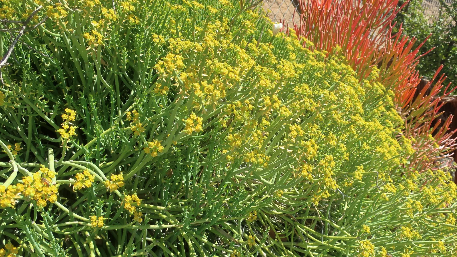 Fire Sticks (Euphorbia Tirucalli 'Flame') — Drought-tolerant and low-maintenance, this perennial thrives in USDA zones 9-11