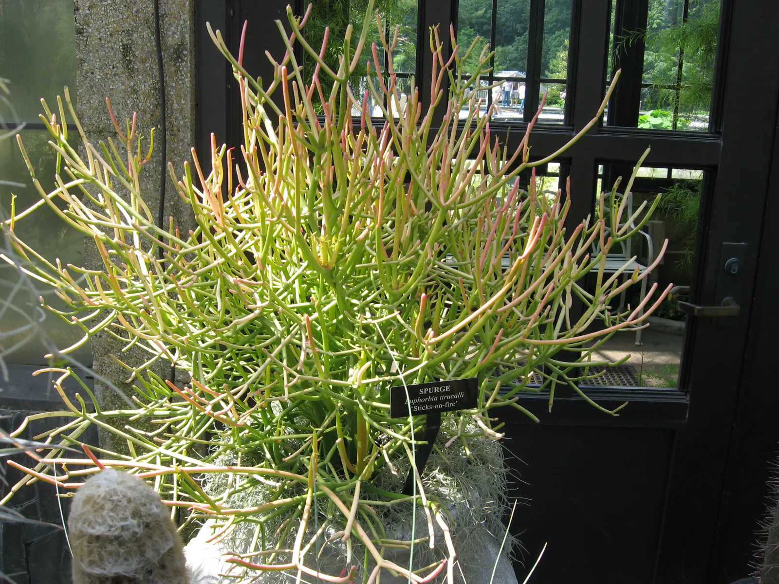 Fire Sticks (Euphorbia Tirucalli 'Flame') — fire-hued stems that intensify in sunlight