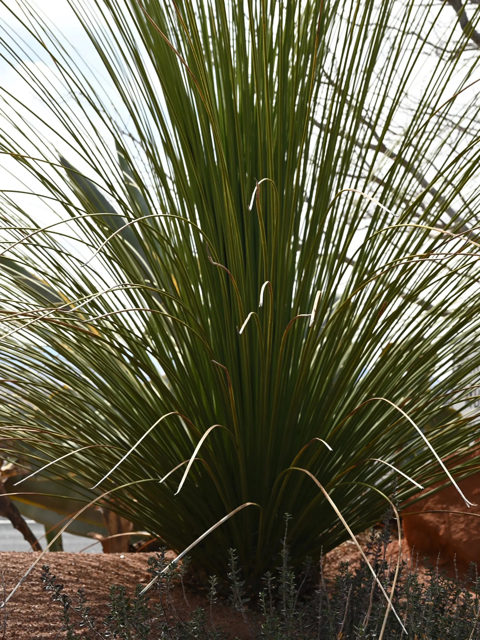 Toothless Sotol (Dasylirion Quadrangulatum) — fragrant blooms on 10-15 foot stalks in summer attract pollinators