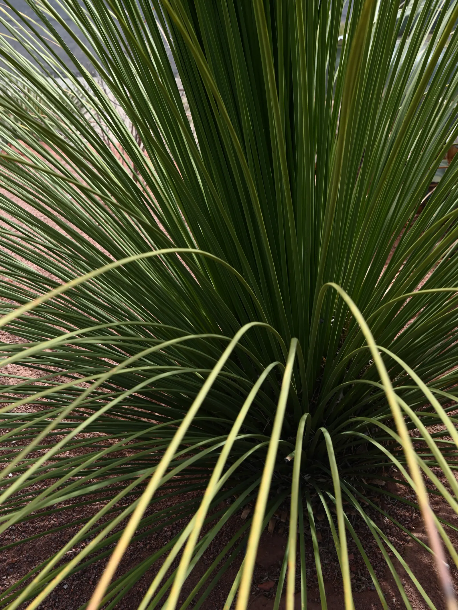 Toothless Sotol (Dasylirion Quadrangulatum) — adding vertical interest to water-wise gardens