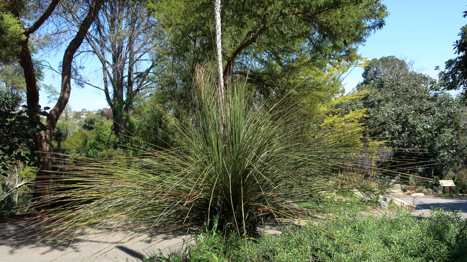Toothless Sotol (Dasylirion Quadrangulatum) — commonly known as the Toothless Sotol