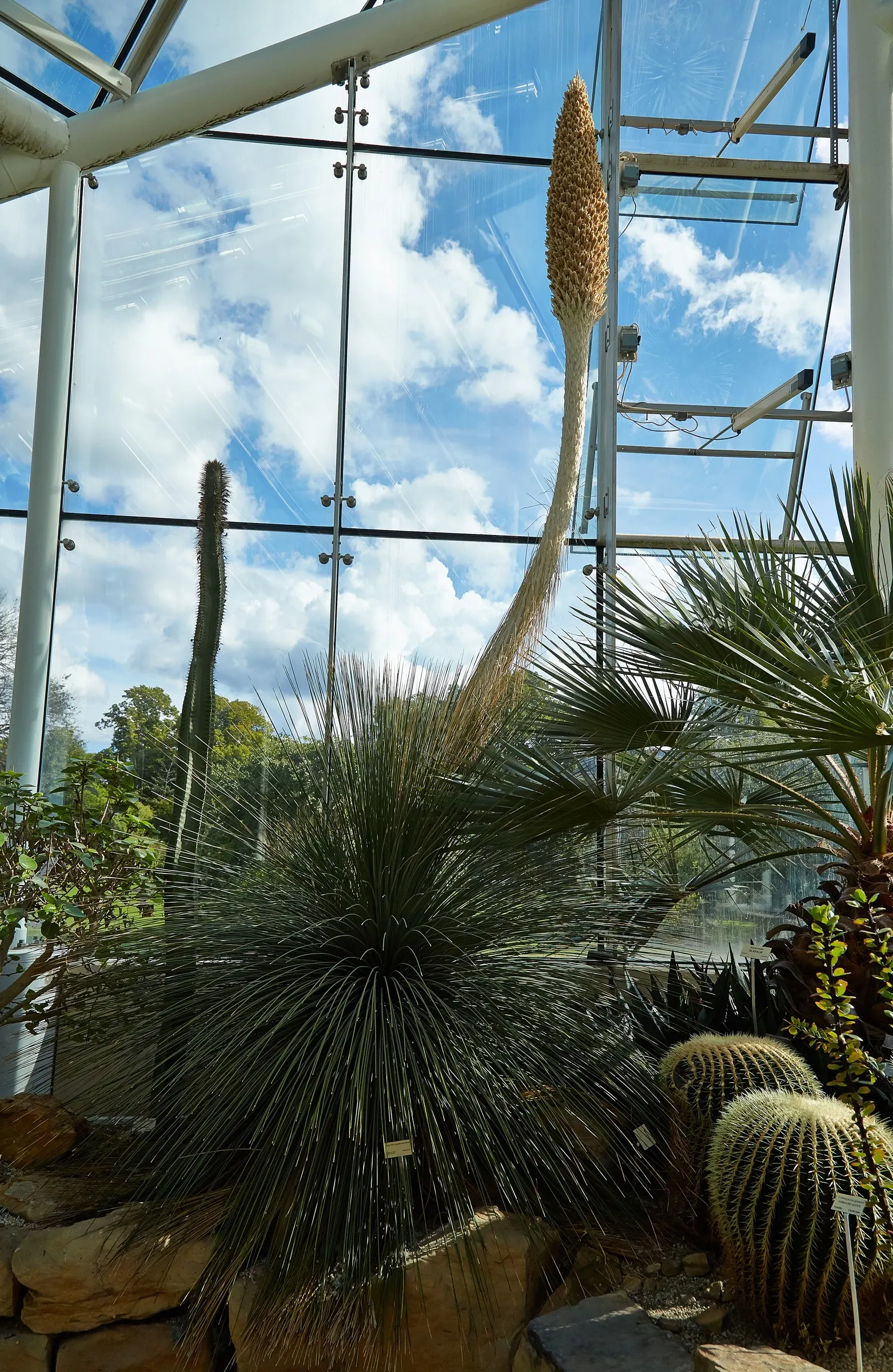 Toothless Sotol (Dasylirion Quadrangulatum) — This low-maintenance, drought-tolerant native to Northeastern Mexico is ideal for xeriscaping