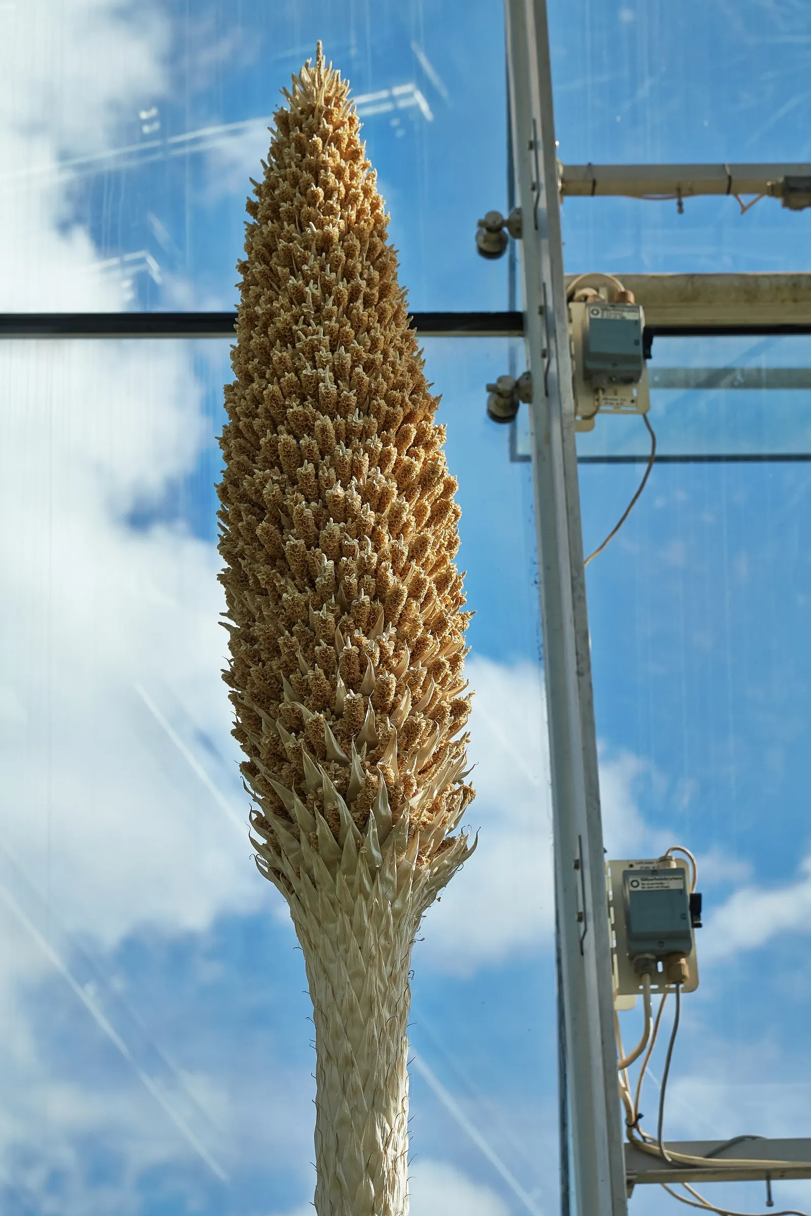 Toothless Sotol (Dasylirion Quadrangulatum) — Thriving in USDA zones 7-11, it reaches 4-6 feet in height with a similar spread