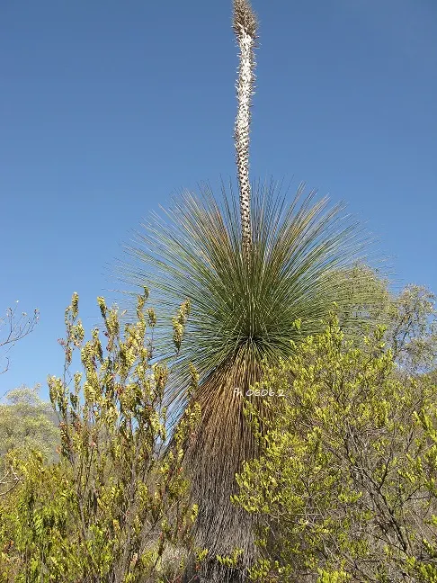 Toothless Sotol (Dasylirion Quadrangulatum) — The Toothless Sotol (Dasylirion quadrangulatum) is an evergreen perennial sporting a dense rosette of narrow