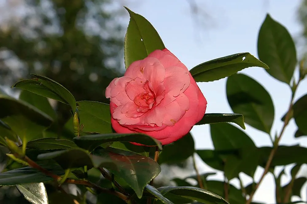 Nuccio's Pearl Shade Camellia (Camellia Japonica 'Nuccio's Pearl') — this evergreen shrub boasts glossy