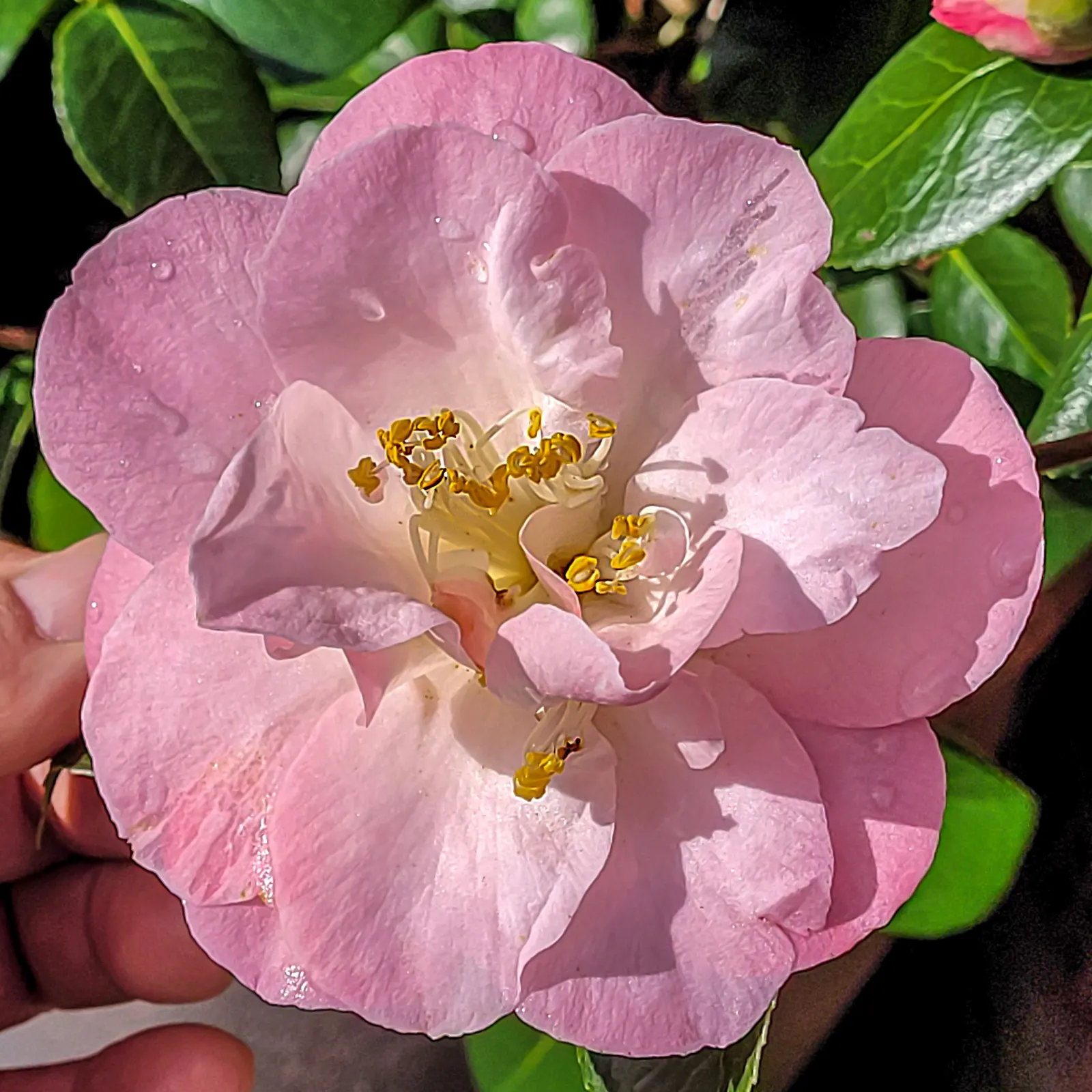 Nuccio's Pearl Shade Camellia (Camellia Japonica 'Nuccio's Pearl') — The Camellia japonica 'Nuccio's Pearl' is a prized ornamental shrub for its exquisite