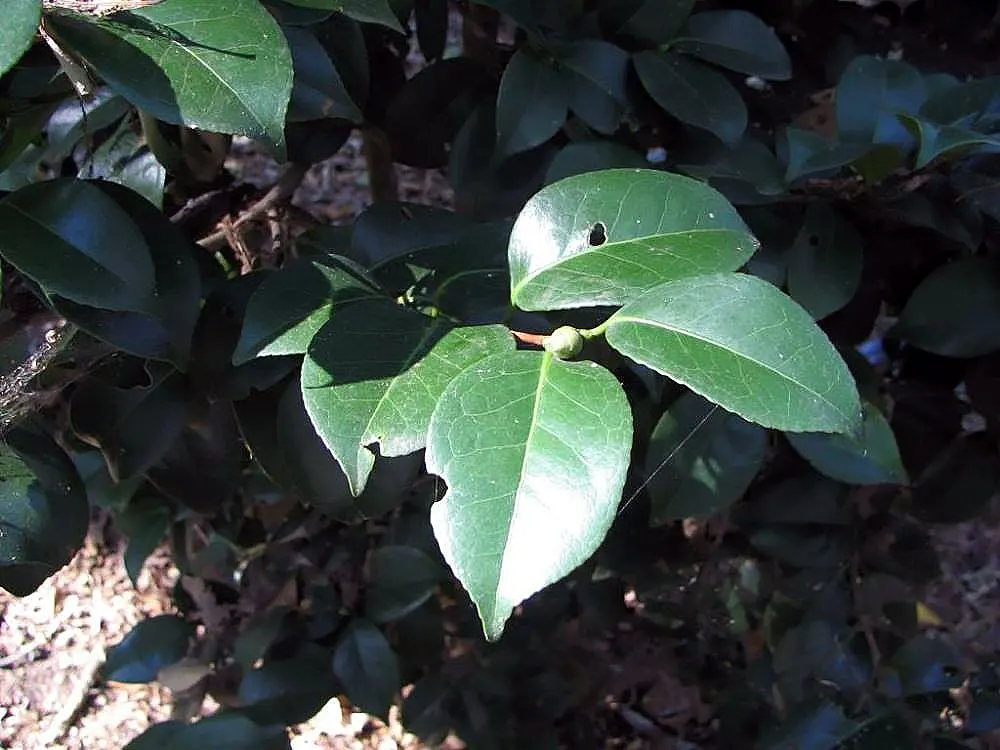 Nuccio's Pearl Shade Camellia (Camellia Japonica 'Nuccio's Pearl') — and emerge from winter to early spring