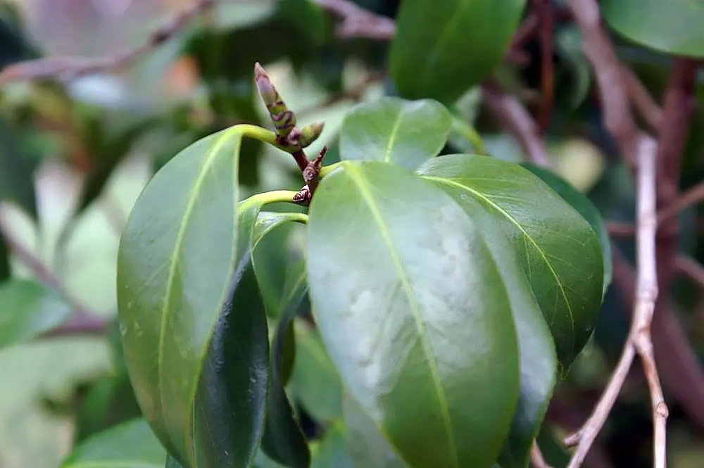 Nuccio's Pearl Shade Camellia (Camellia Japonica 'Nuccio's Pearl') — transitioning to a paler rim
