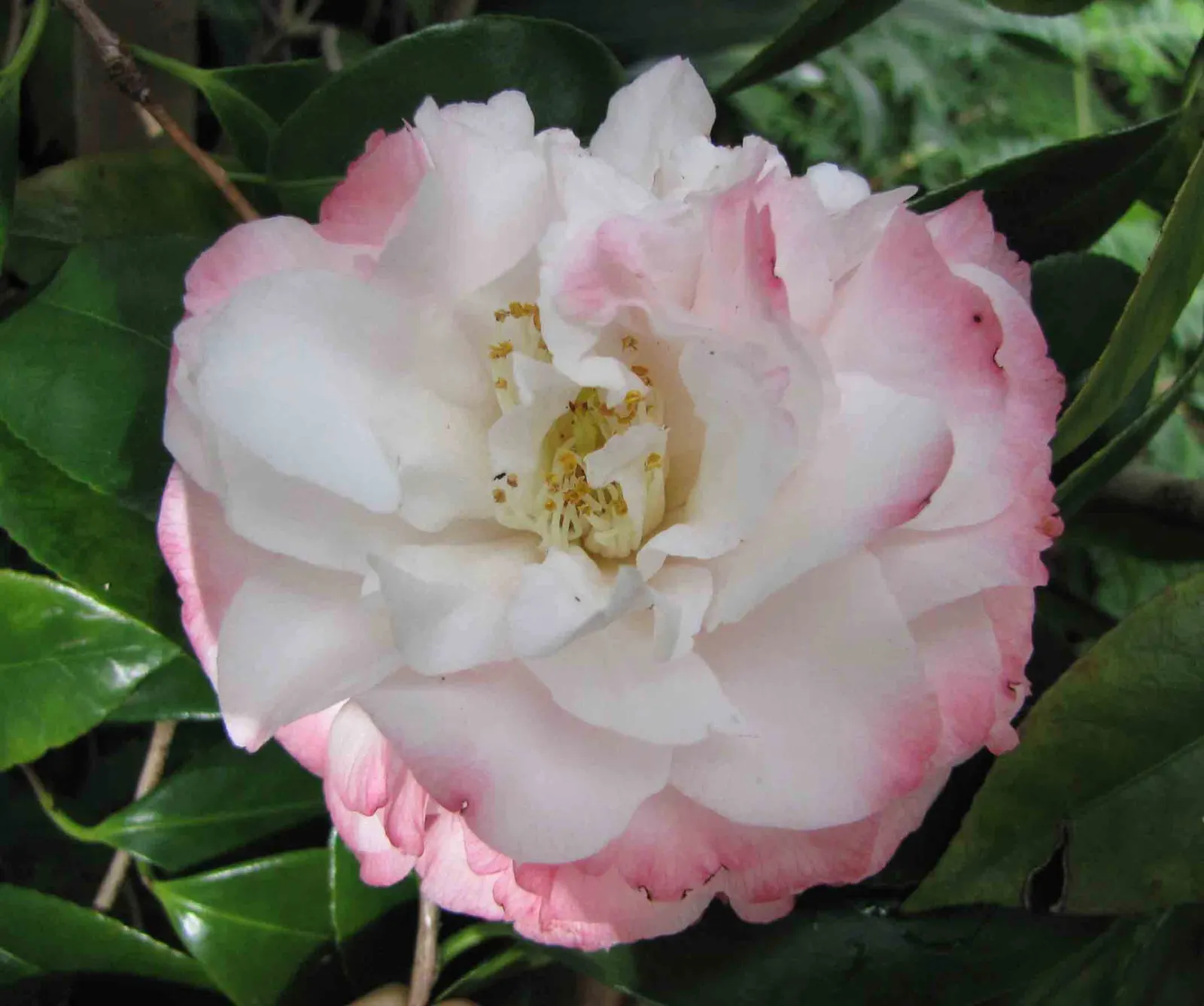 Nuccio's Pearl Shade Camellia (Camellia Japonica 'Nuccio's Pearl') — Flowers exhibit a luminous pearl-pink hue