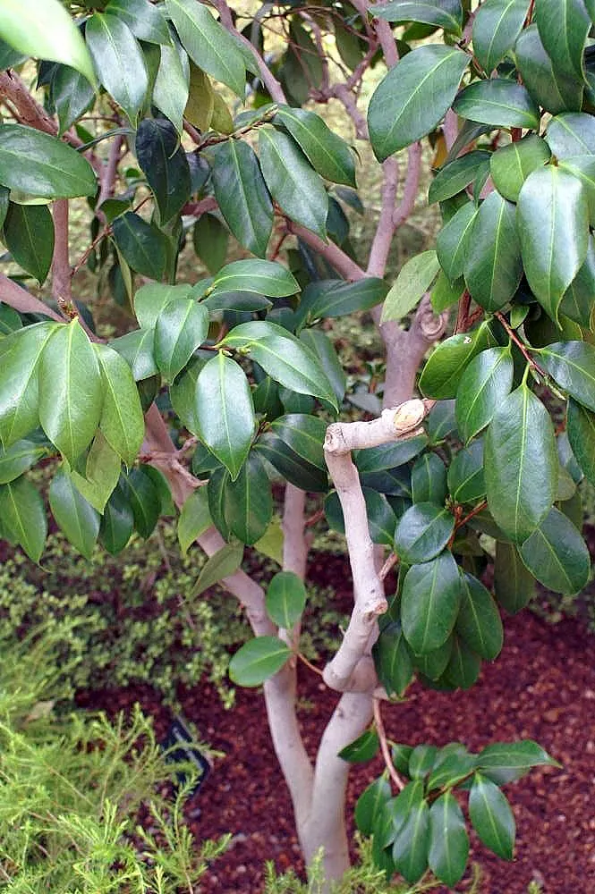 Nuccio's Pearl Shade Camellia (Camellia Japonica 'Nuccio's Pearl') — Mature plants reach 6-8 feet in height and width, offering year-round glossy, dark green