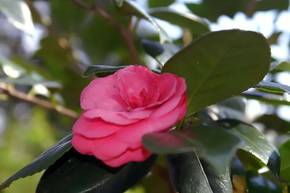 Nuccio's Pearl Shade Camellia (Camellia Japonica 'Nuccio's Pearl') — display an exquisite shade of blush pink with petal margins that fade to a creamy white