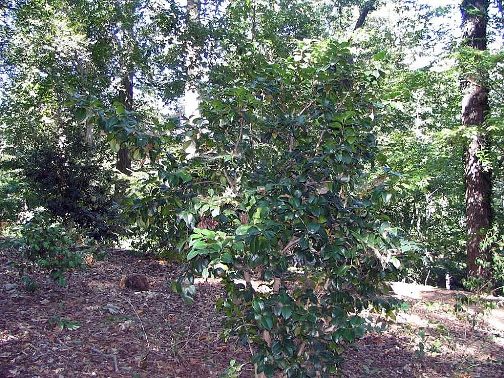 Nuccio's Pearl Shade Camellia (Camellia Japonica 'Nuccio's Pearl') — Thriving in partial shade, this evergreen prefers acidic, well-drained soil