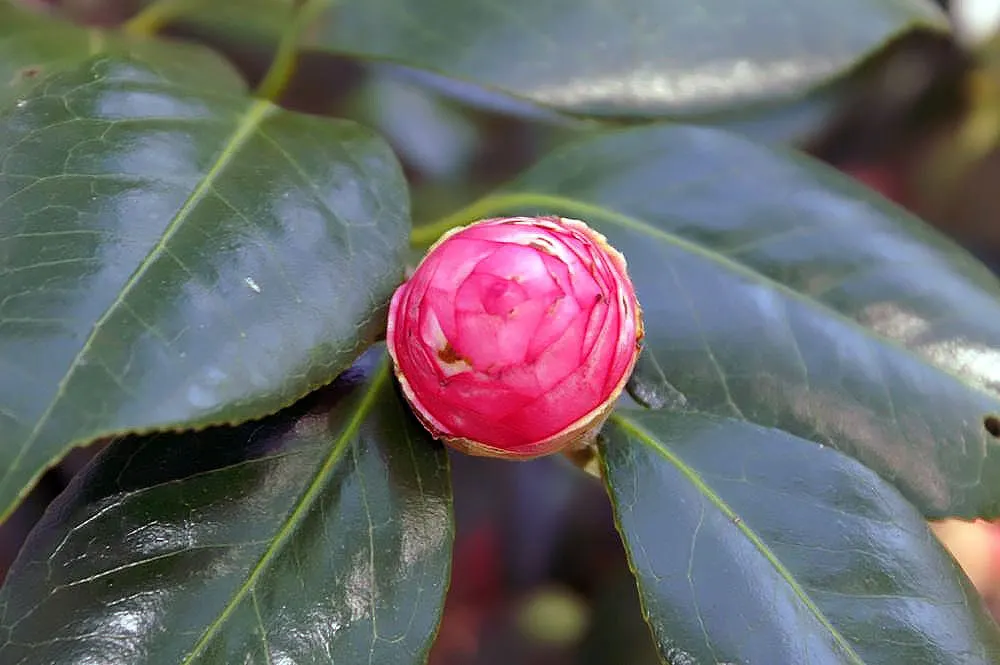 Nuccio's Pearl Shade Camellia (Camellia Japonica 'Nuccio's Pearl') — which measure between 3 to 5 inches in diameter