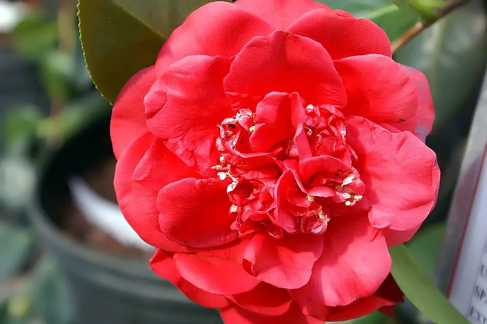 Nuccio's Pearl Shade Camellia (Camellia Japonica 'Nuccio's Pearl') — Commonly referred to as Nuccio's Pearl Shade Camellia