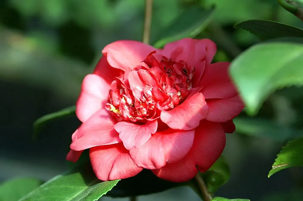 Nuccio's Pearl Shade Camellia (Camellia Japonica 'Nuccio's Pearl') — Ideal for hedges, accents, or as a focal point in temperate zones