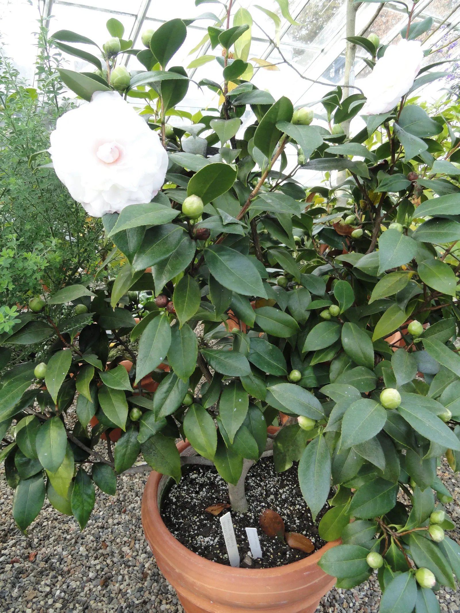 Nuccio's Pearl Shade Camellia (Camellia Japonica 'Nuccio's Pearl') — resembling the luster of a pearl.<br><br>Hardy in USDA zones 8 to 10