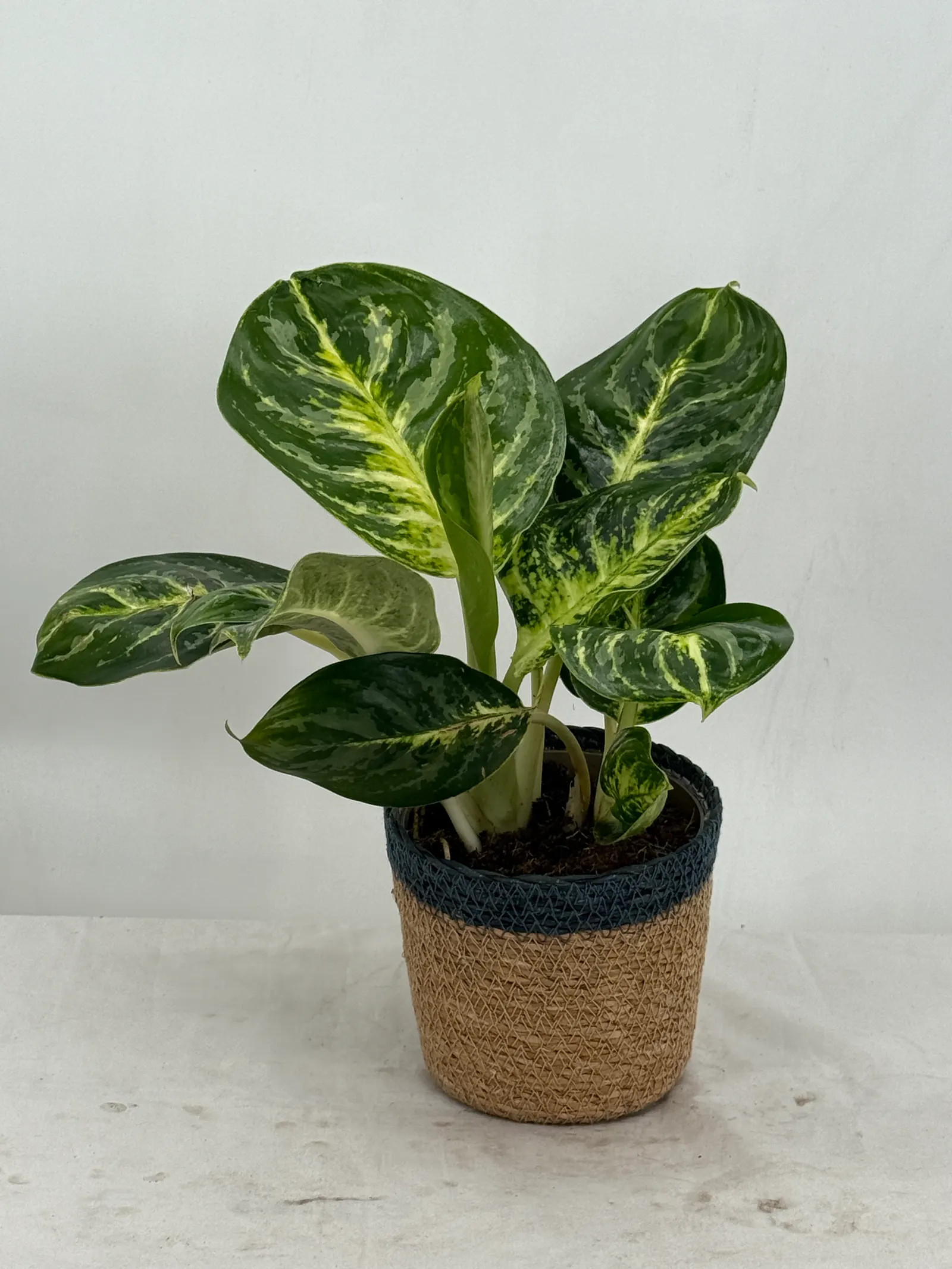 Sanstone Spring™ Chinese Evergreen (Aglaonema x) — Proven Winners - Igneous® Sanstone Spring™ - Chinese Evergreen - Aglaonema x plant details