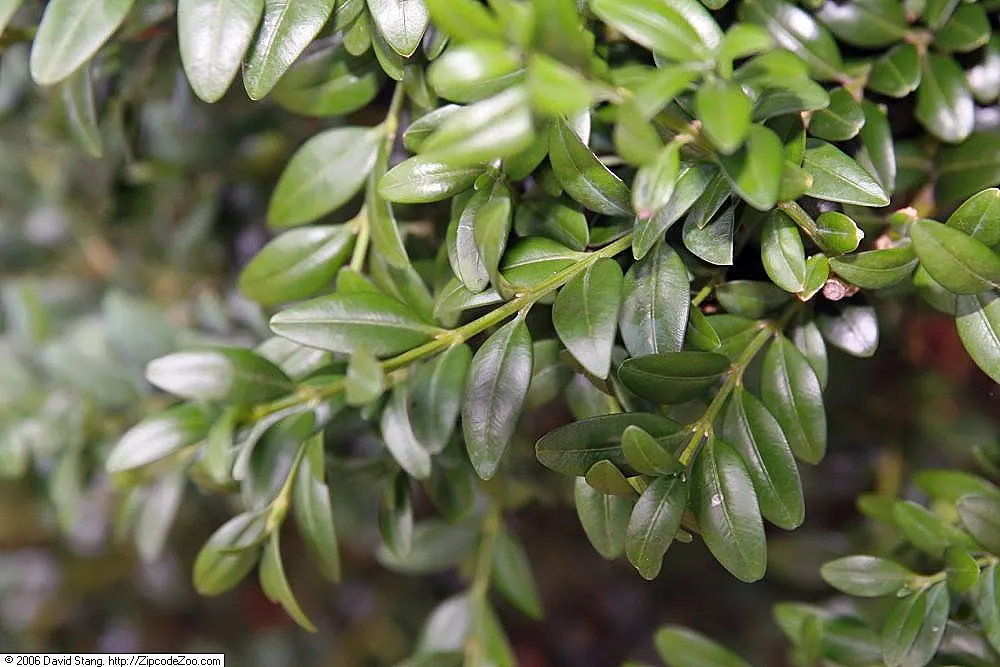 Newport Blue Boxwood (Buxus 'Newport Blue') — Maturing to a height of 2-3 feet with a similar spread, this Boxwood variety provides year-round interest
