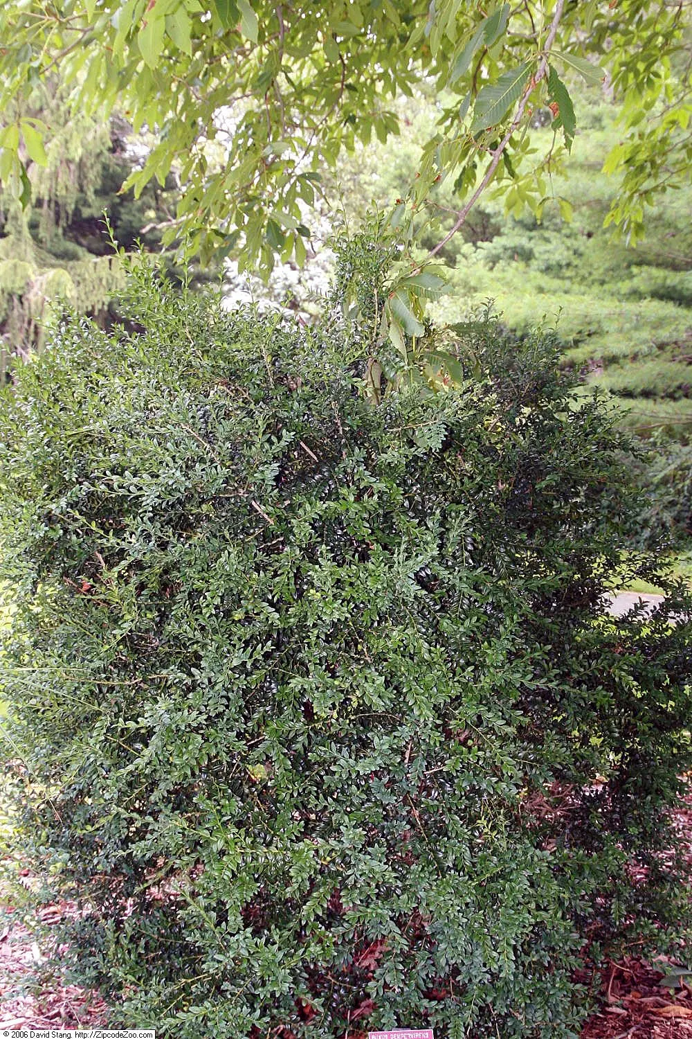 Newport Blue Boxwood (Buxus 'Newport Blue') — The Buxus 'Newport Blue', notable for its striking blue-green foliage, is a compact evergreen shrub