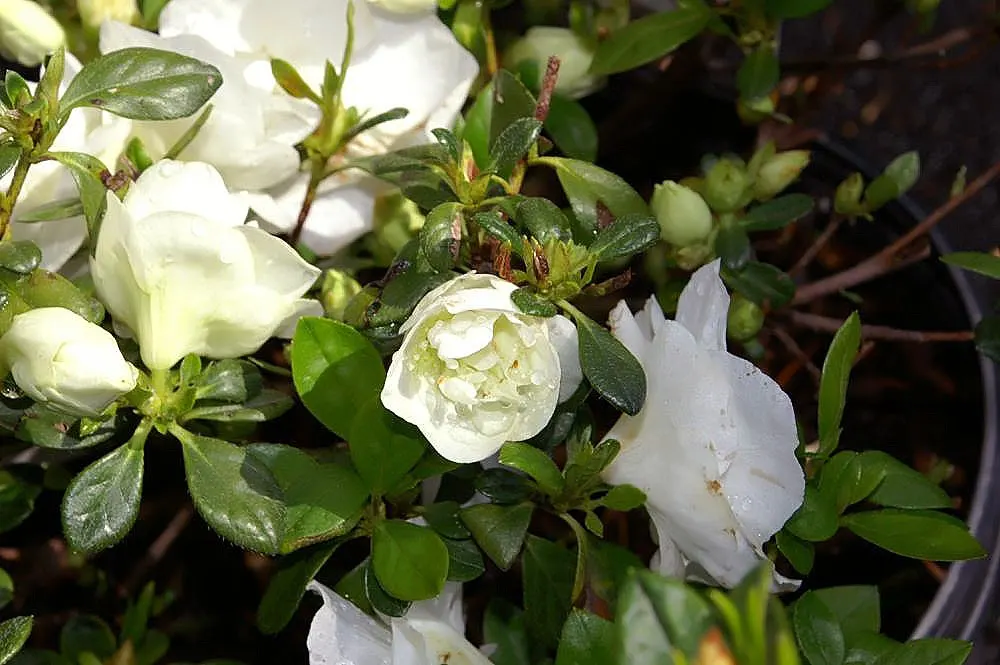 Hardy Azalea (Azalea 'Hardy Gardenia') — The Hardy Gardenia Azalea (Rhododendron 'Hardy Gardenia') is a resilient shrub prized for its fragrant
