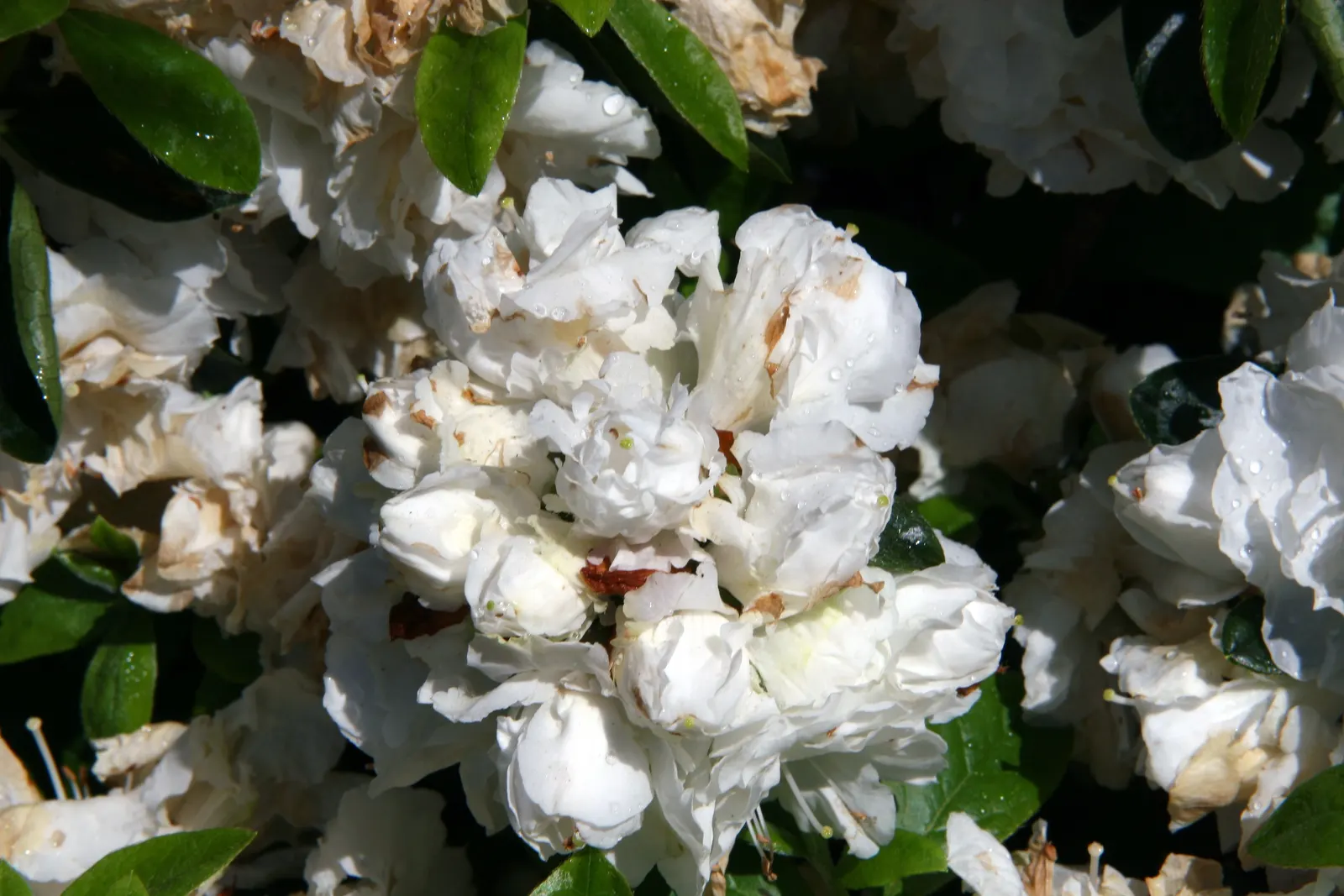 Hardy Azalea (Azalea 'Hardy Gardenia') — gardenia-like flowers blooming in spring