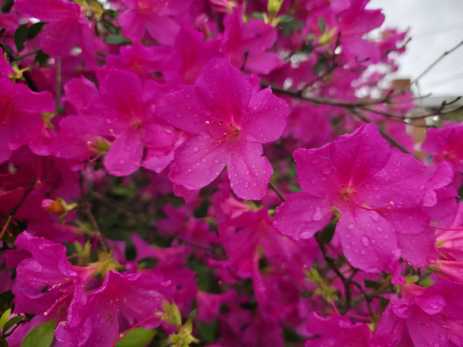 Hardy Azalea (Azalea 'Hardy Gardenia') — as it helps protect the delicate flowers from harsh winds and intense afternoon sun