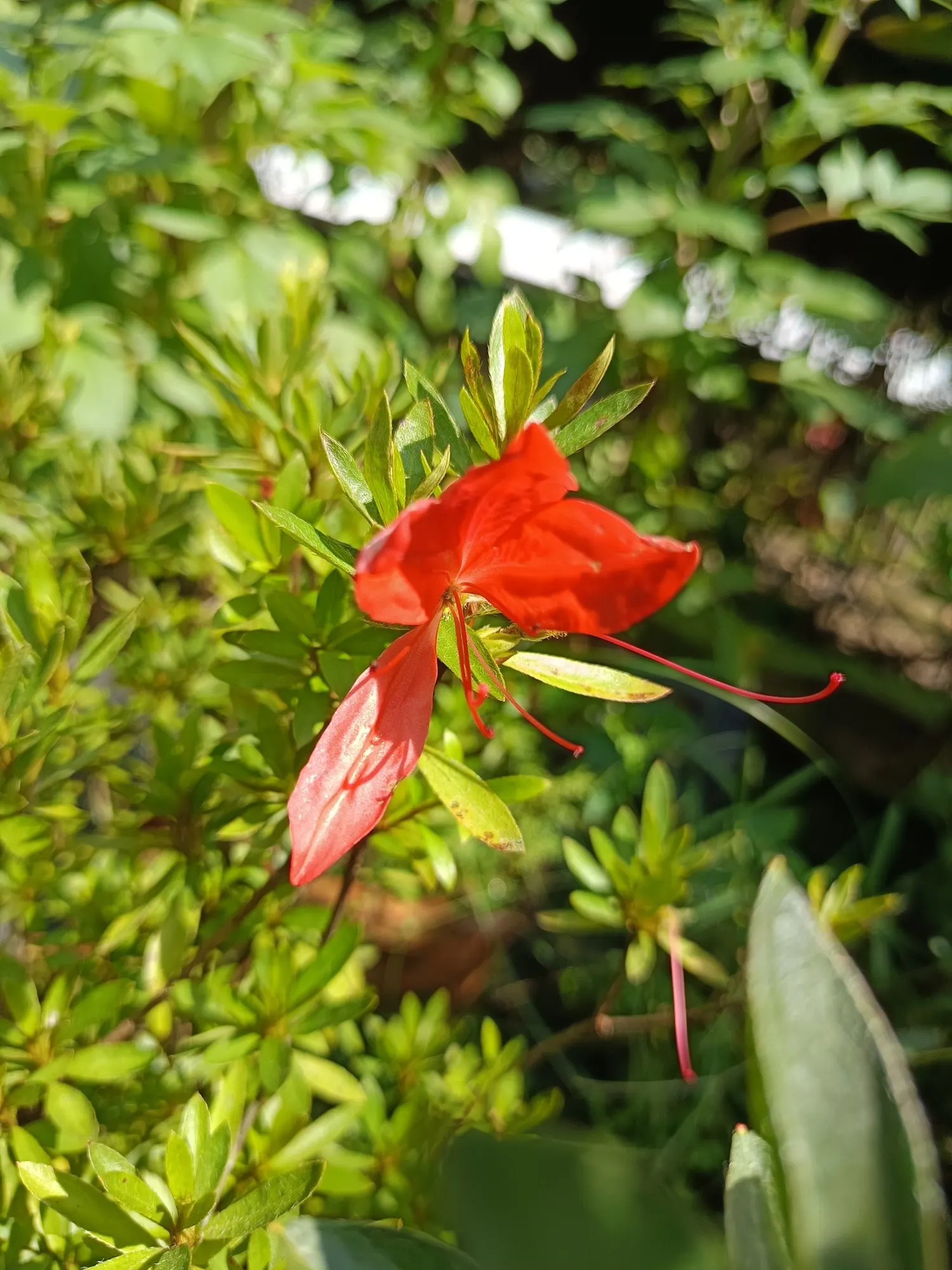 Hardy Azalea (Azalea 'Hardy Gardenia') — renowned for its hardiness and sumptuous blooms