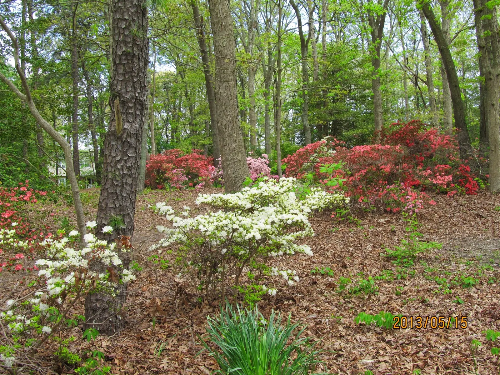 Hardy Azalea (Azalea 'Hardy Gardenia') — acidic soil with a pH ranging from 4.5 to 6.0