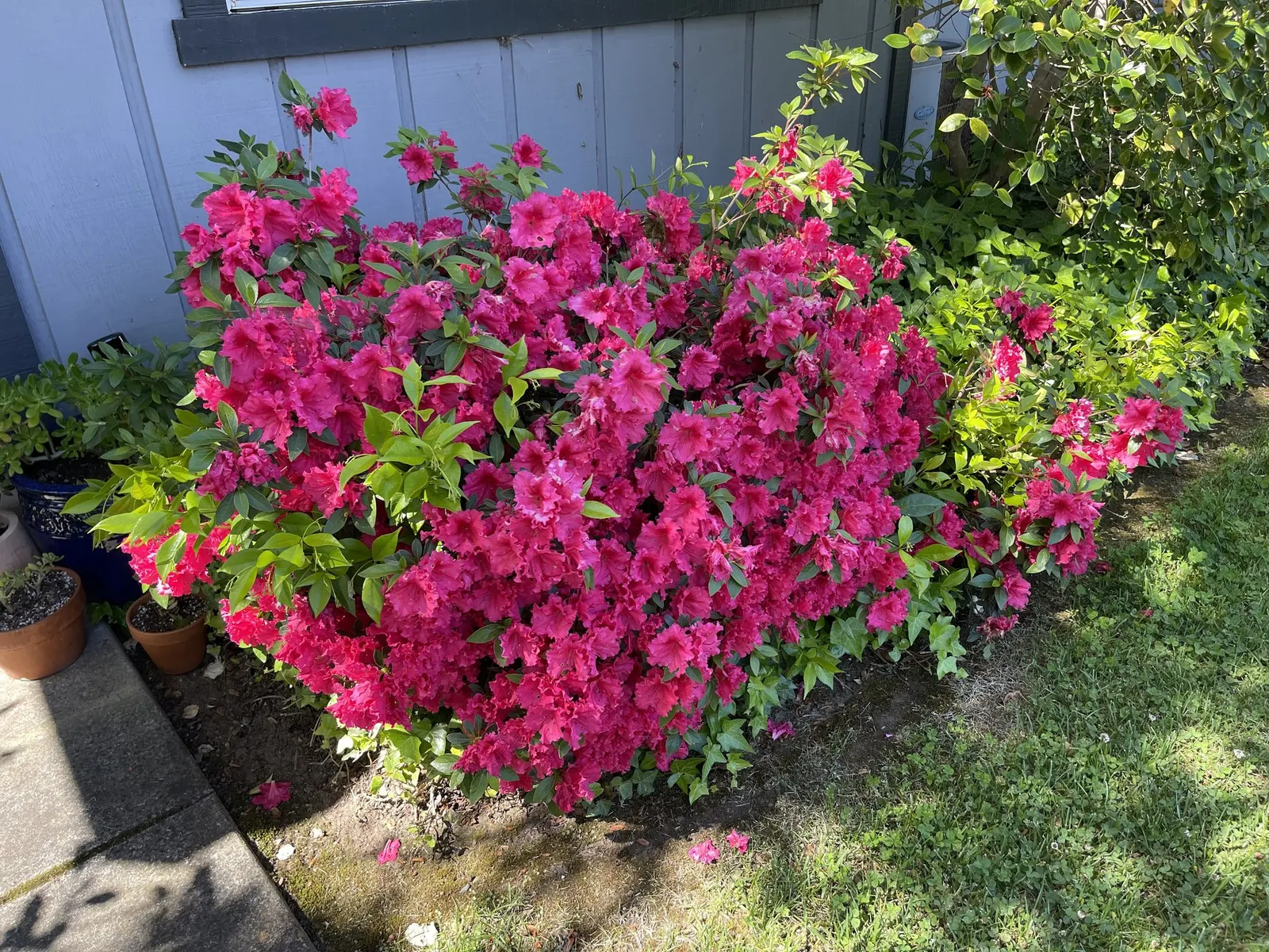 Hardy Azalea (Azalea 'Hardy Gardenia') — measuring up to 3 inches in diameter