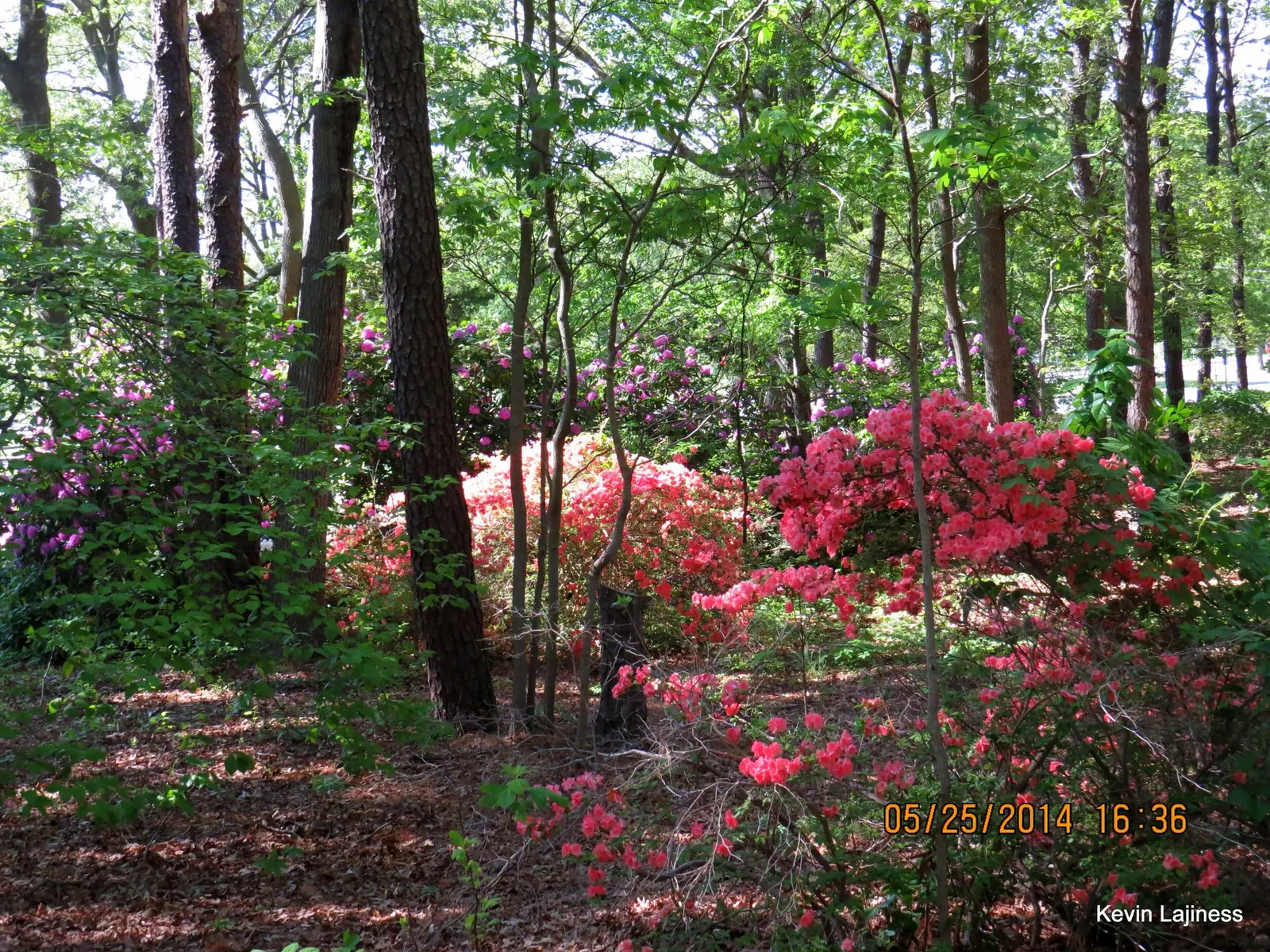 Hardy Azalea (Azalea 'Hardy Gardenia') — A deciduous shrub native to parts of Asia and widely hybridized for temperate gardens