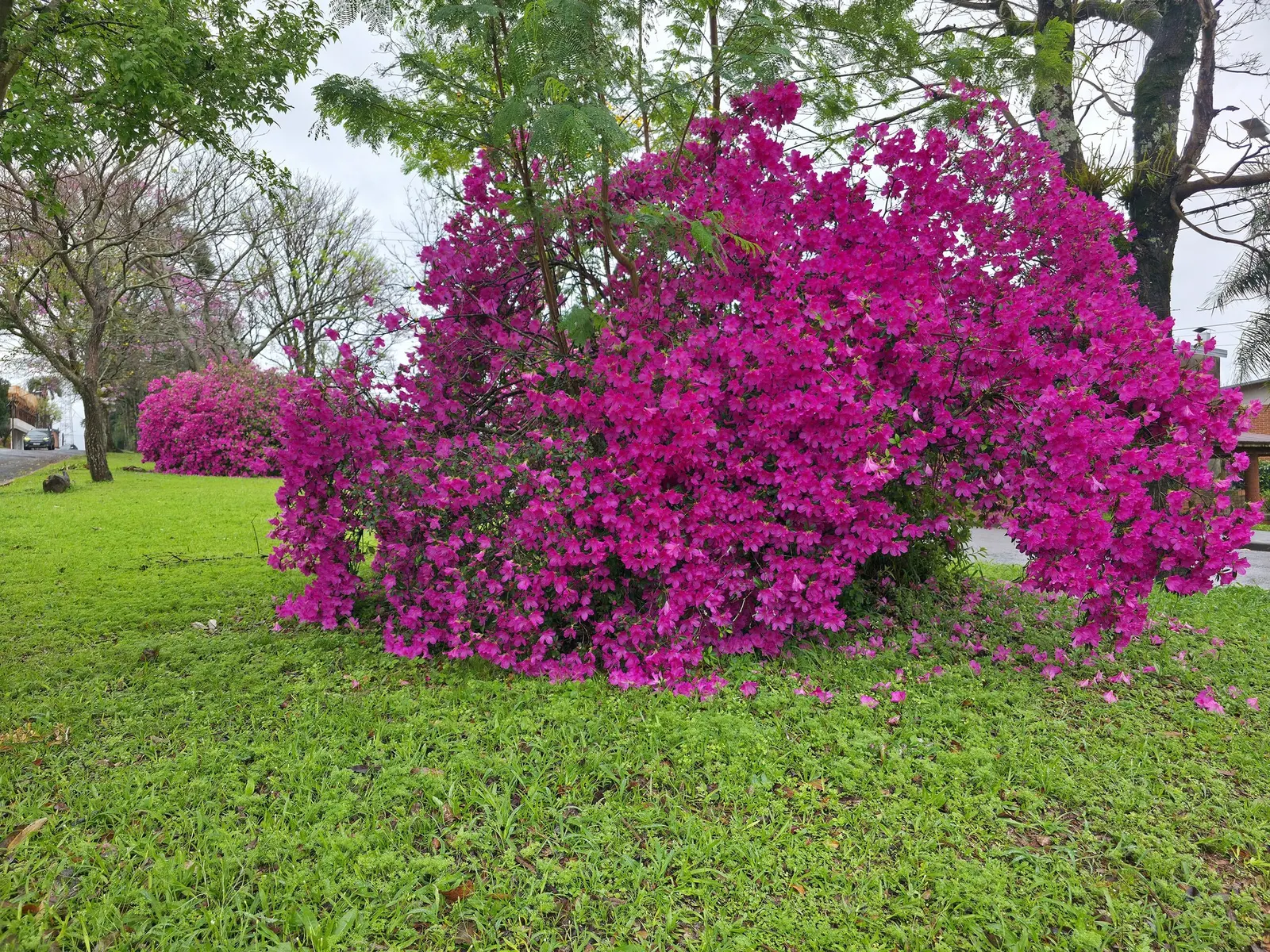 Hardy Azalea (Azalea 'Hardy Gardenia') — Ideal for USDA Zones 5-9, this azalea prefers partial shade and acidic, well-drained soil