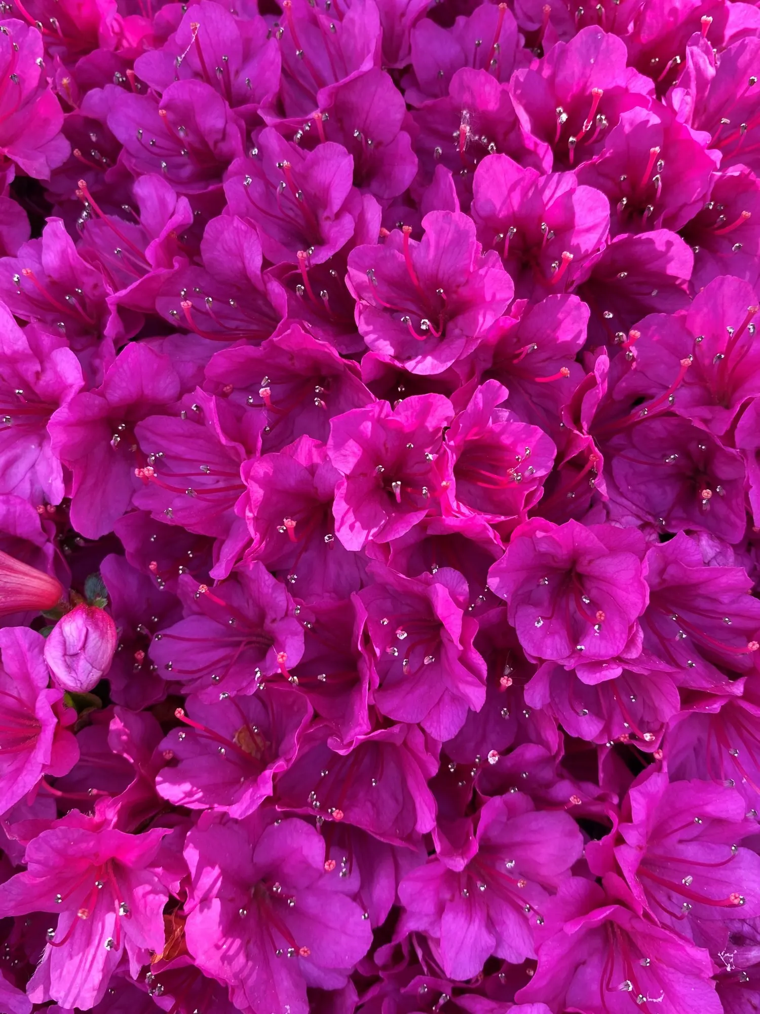 Hardy Azalea (Azalea 'Hardy Gardenia') — The Azalea 'Hardy Gardenia' (Rhododendron 'Hardy Gardenia') is a particularly cherished cultivar among azaleas