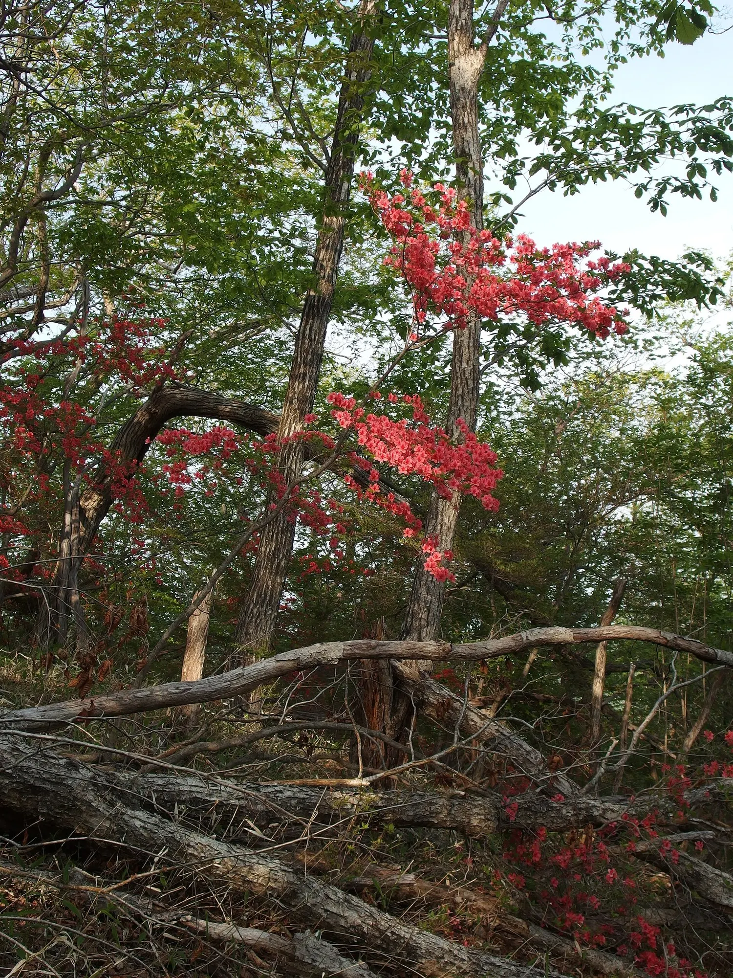 Hardy Azalea (Azalea 'Hardy Gardenia') — Ensuring the site has an organic-rich soil will facilitate proper nutrition and growth.<br><br>Come spring