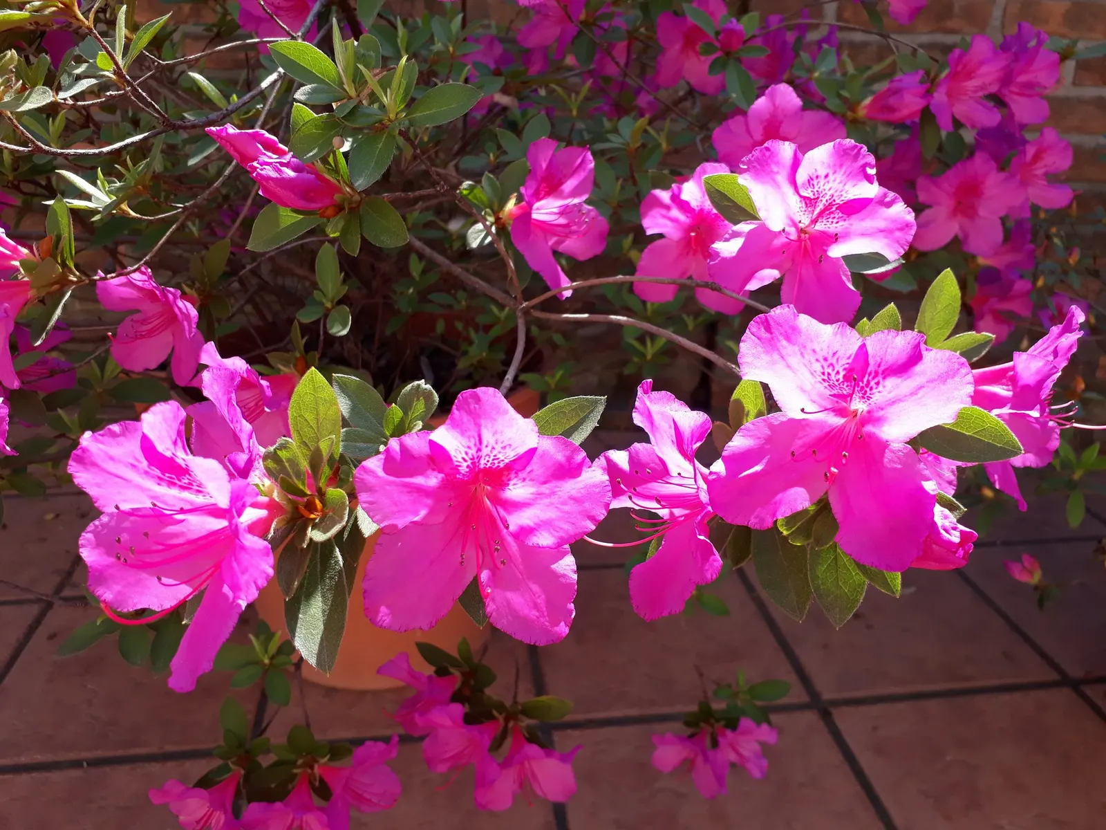 Hardy Azalea (Azalea 'Hardy Gardenia') — It boasts dense, evergreen foliage, growing up to 4-6 feet tall with a similar spread