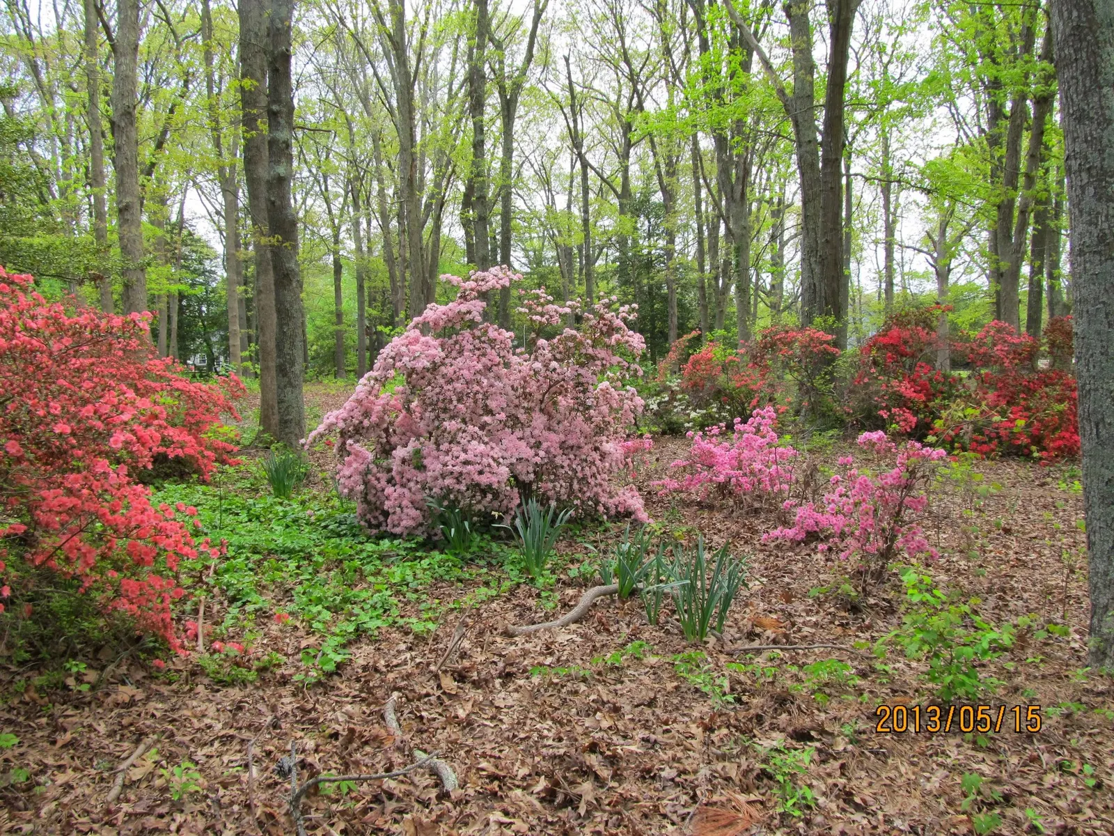 Hardy Azalea (Azalea 'Hardy Gardenia') — this plant typically reaches a mature size of 2 to 4 feet in height with a spread of 3 to 5 feet
