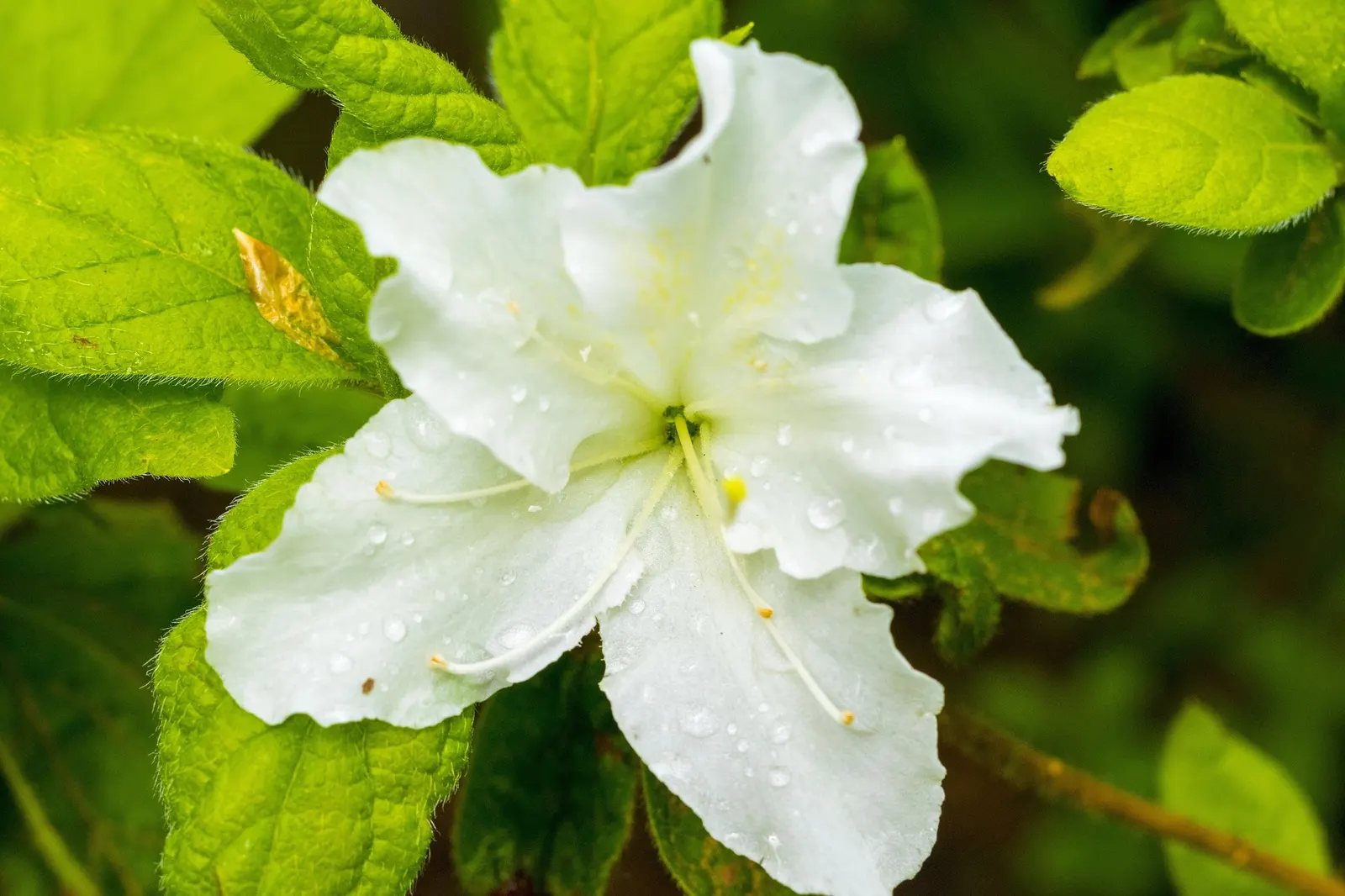 Hardy Azalea (Azalea 'Hardy Gardenia') — With moderate growth rate, it's excellent for hedges, foundation plantings, and mixed borders