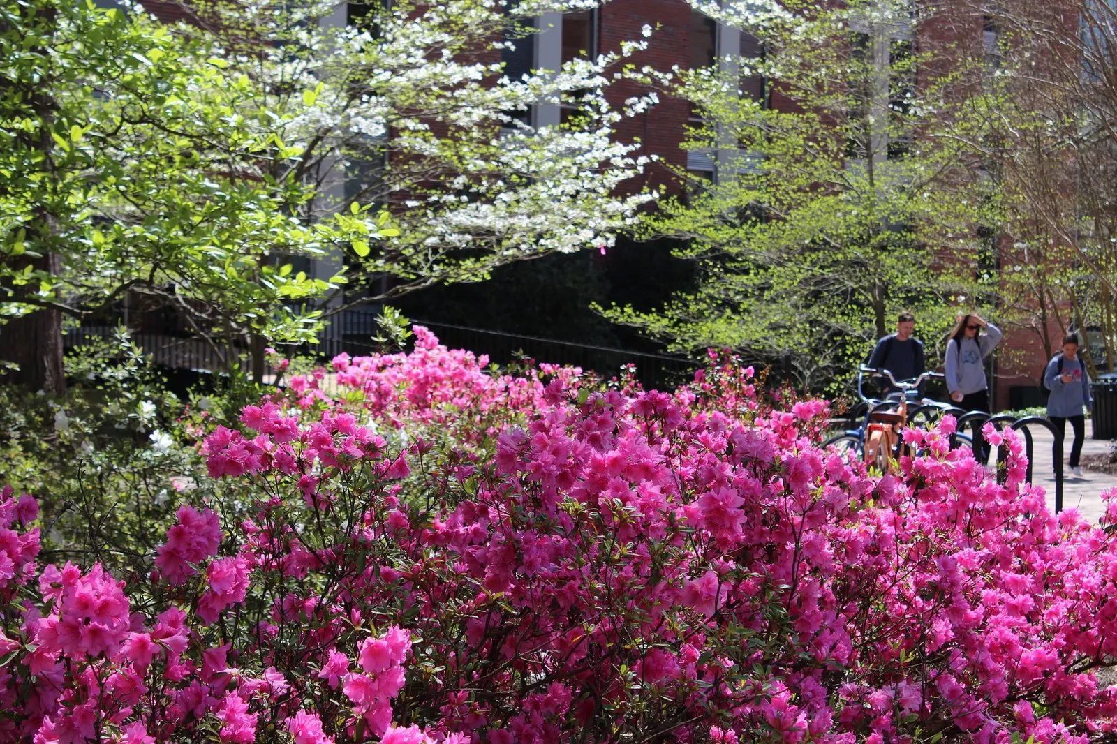 Hardy Azalea (Azalea 'Hardy Gardenia') — the 'Hardy Gardenia' azalea demands well-drained