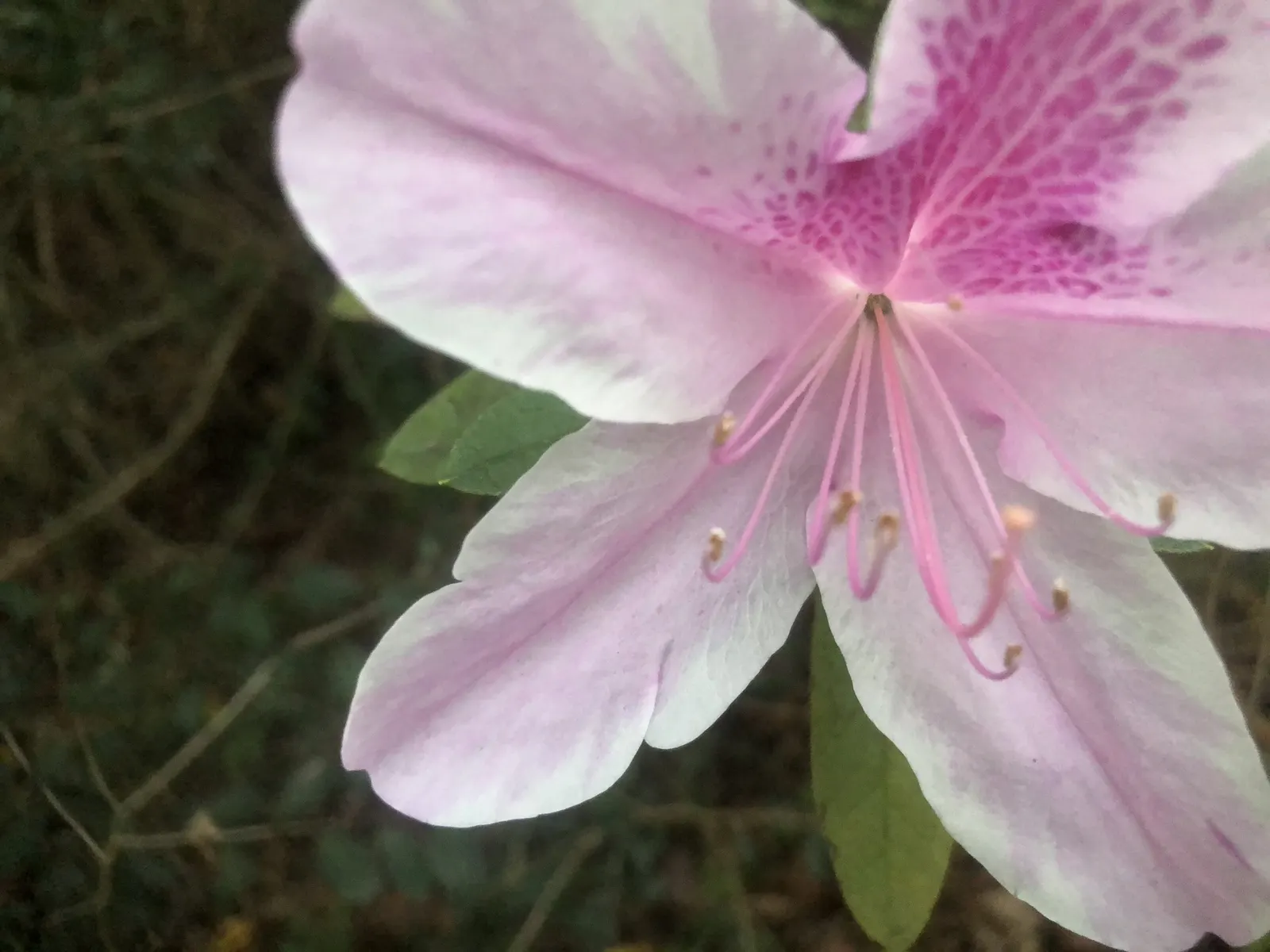 Hardy Azalea (Azalea 'Hardy Gardenia') — boasting clusters of ruffled white flowers resembling that of a gardenia